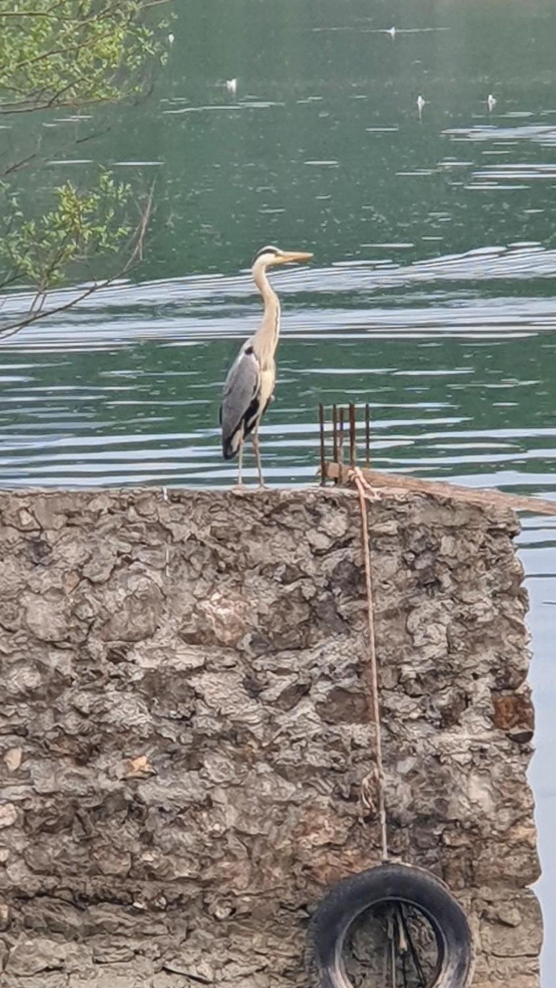Apartman Skadarsko Jezero Bay Vranjina Экстерьер фото